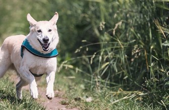 Elbow Dysplasia in Dogs