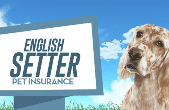 English Setter Pet Insurance