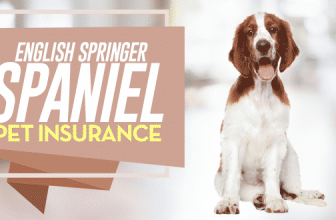 English Springer Spaniel Pet Insurance