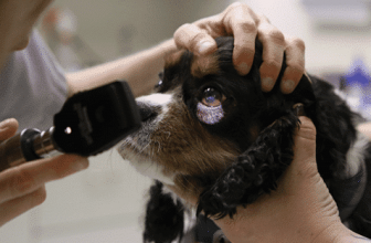 Retinal Dysplasia in Dogs