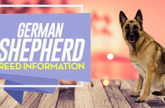 German Shepherd Breed Information