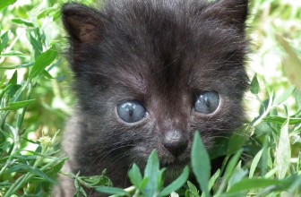 Why Does my Cat Vomit (and How to Clean it Up)