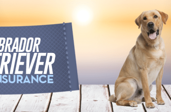 Labrador Retriever Pet Insurance