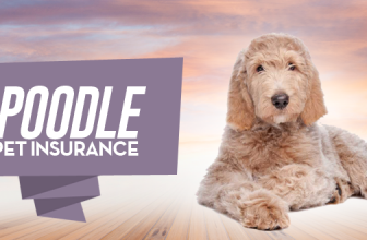 Poodle Pet Insurance