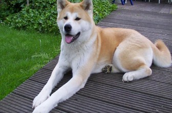 #7: Akita $4500