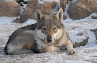 #2: Czechoslovakian Vlcak (Wolfdog)