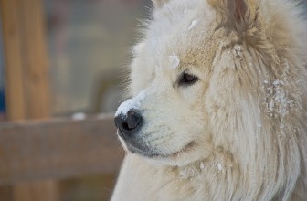 #4: Samoyed $7000