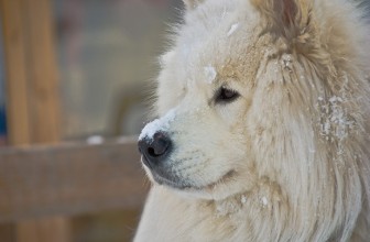 #4: Samoyed $7000