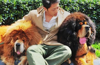 #1: Tibetan Mastiff $2,000,000