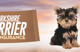Yorkshire Terrier Pet Insurance